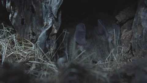 Packrat in its nest Stock Footage 274719140