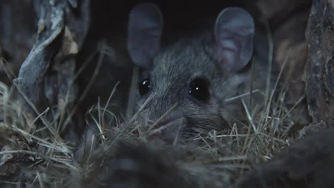 Packrat in its nest Stock Footage 274719141