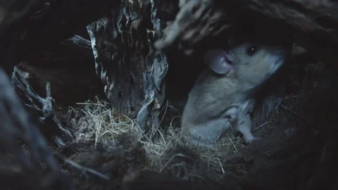 Packrat in its nest Stock Footage 274719148