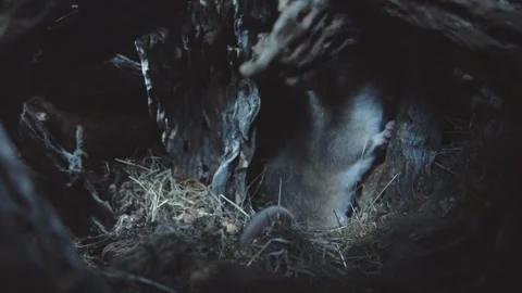 Packrat in its nest Stock Footage 274719149