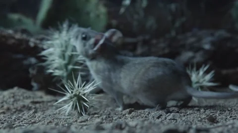 Packrat with piece from a cactus Stock Footage 274719167