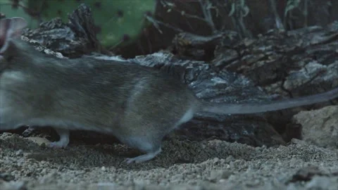 Packrat with piece from a cactus Stock Footage 274719171
