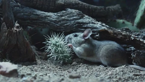 Packrat with a piece of a cactus 库存影片 274719173
