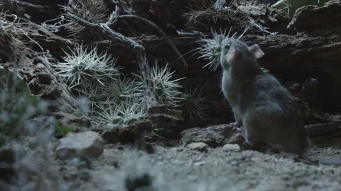 Packrat with piece from a cactus Stock Footage 274719193