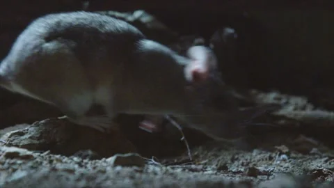 Packrat runs over little stone; slow-m. Stock Footage 274719255