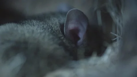 Packrat sleeps in its nest (close up)  库存影片 274719153