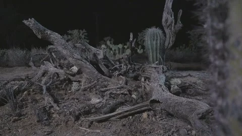 Packrat in the Sonoran desert by night  库存影片 274719133