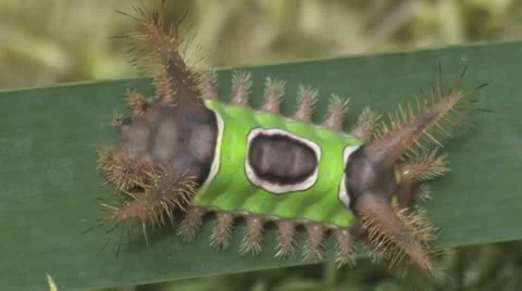 Packsaddle caterpillar Stock Footage 8946851