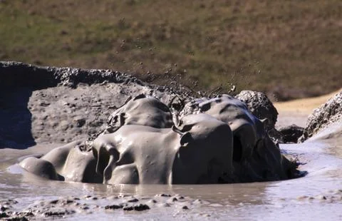 Paclele Mari mud volcano boiling in Romania Stock Photos