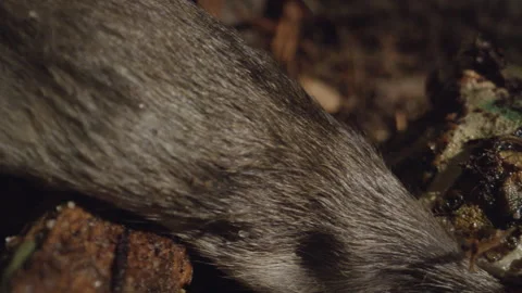 Pacman frog eating a mouse close up macro Video stock 170942091
