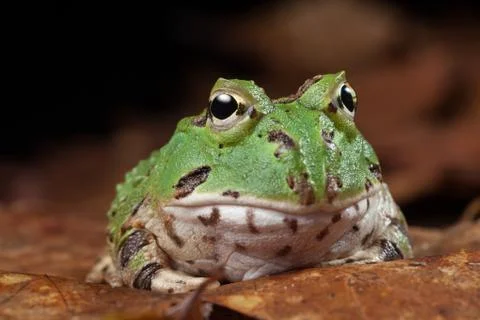 Pacman frog Stock Photos