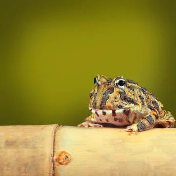 Pacman frog Stock Photos