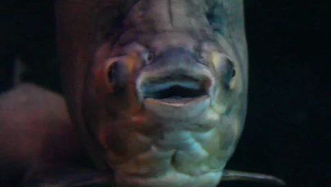 Pacu Stock Footage 5274982