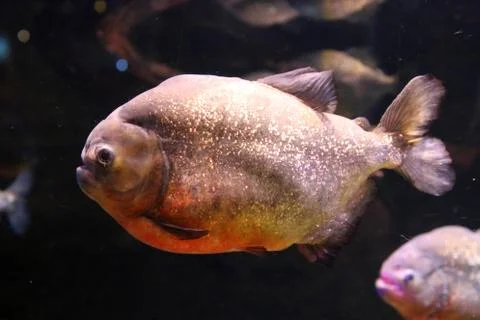 Pacu Stock Photos