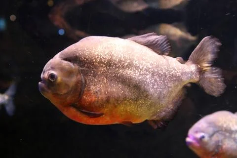 Pacu Stock Photos