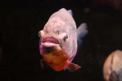 Pacu Stock Photos