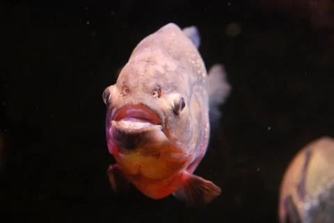 Pacu Stock Photos
