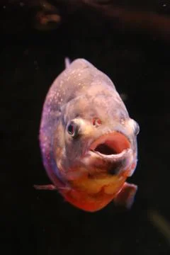 Pacu Stock Photos