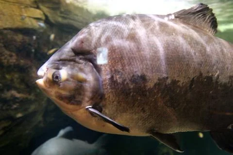 Pacu Stock Photos