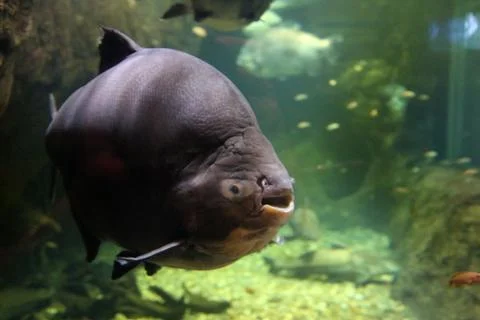 Pacu Stock Photos