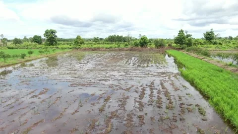 PADDI FIELD Stock Footage 303514676