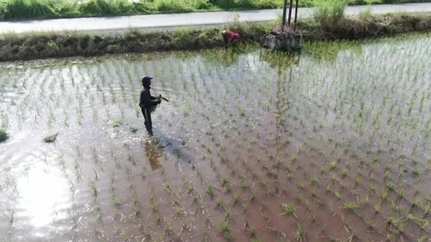 PADDI FIELD Video stock 303514730