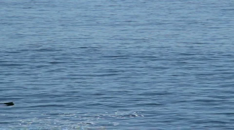 Paddle Boarding Stock Footage 898883