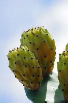 Paddle cactus Stock Photos