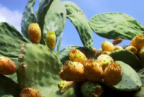 Paddle cactus Stock Photos