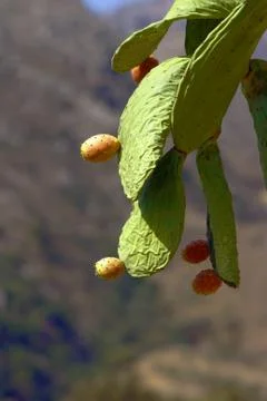 Paddle cactus Stock Photos