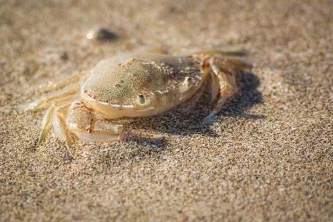 Paddle crab Stock Photos