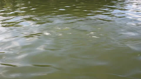 Paddle in motion 3 스톡 동영상 25006376