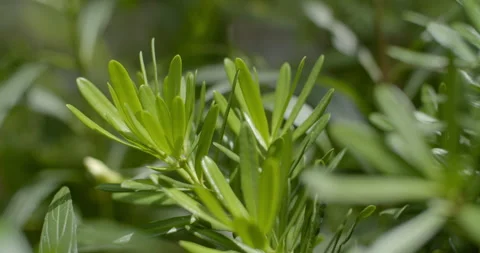 Paddle Pine The paddle-leaf pine's and are arranged tightly resembling a paddle. Stock Footage 316590371