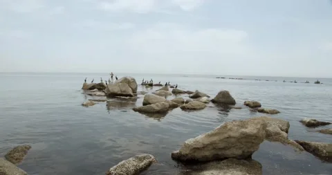 Paddle surf with birds Stock Footage 171175713