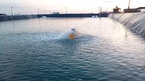 Paddle whale Stock Footage 229504161