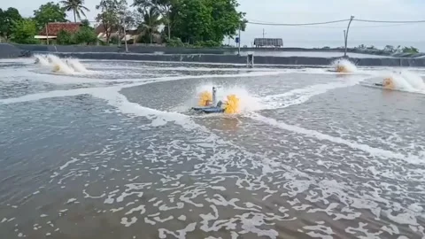 Paddle whale Stock Footage 229594454