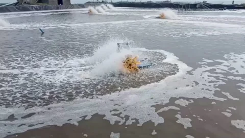 Paddle whale Stock Footage 229594494