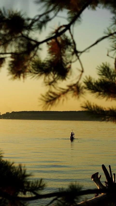 Paddleboarder on Calm Water Framed by Pine Branches at Golden Hour. Stock Footage 345473057