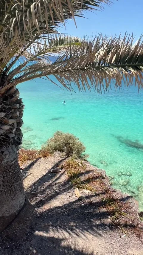 Paddleboarder turquoise ocean view framed palm tree Morro Jable HD vertical p5 스톡 동영상 342027793