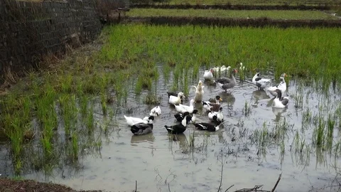 Paddling of ducks Stock Footage 104412399