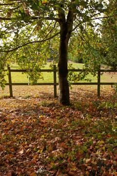 Paddock in Autumn Stock Photos