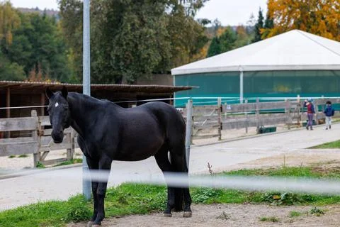 Paddock Portrait 写真素材