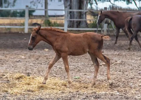 A Paddock for Raising Foals Stock Photos