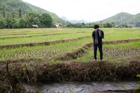 Paddy-2 Stock Photos