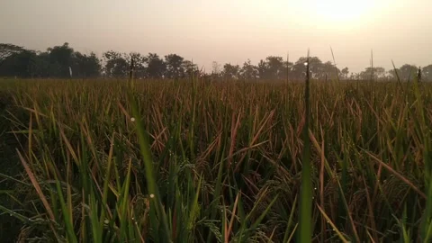 Paddy 3 Stock Footage 294721767