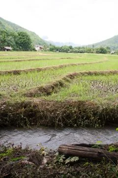 Paddy-5 Stock Photos