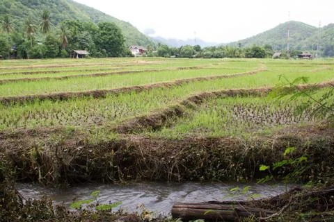 Paddy-6 Stock Photos