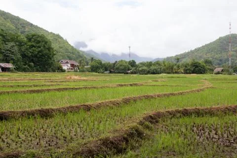 Paddy-7 Stock Photos