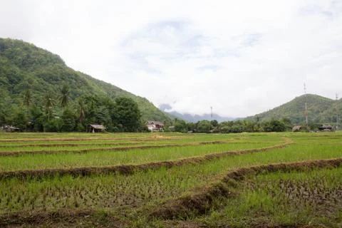 Paddy-8 Stock Photos