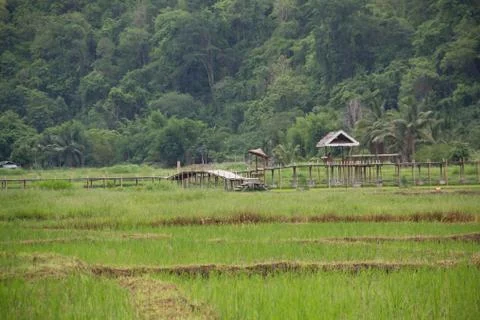 Paddy-9 Stock Photos